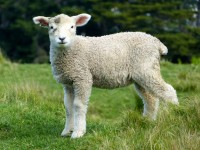 Bambino pecore