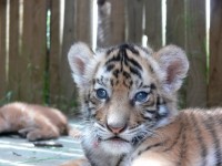 Ребенок тигра