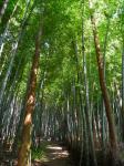 Bambus lesie