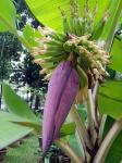 バナナの木の花