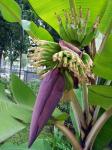 バナナの木の花