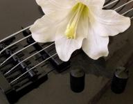 Bass And Flower