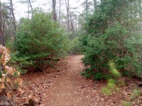 Pobity Ścieżka w lesie