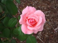 Piękna różowa róża