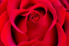Piękna Czerwona Róża