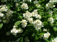 Bílé květy