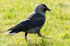 Bird - csóka - Corvus monedula