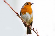 Bird, Robin - erithacus rubecula