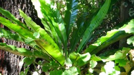 燕窝蕨类植物