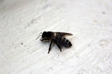 Schwarze Biene 2