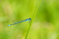 Albastru Dragonfly Close-up