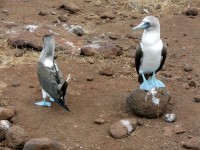 Blue Footed Boobie Mating Dance