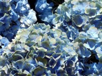 Blaue Hortensien blühen