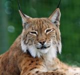 Bobcat lub Lynx