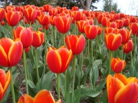 Brillantes tulipanes rojos