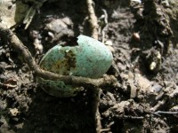 Broken Blue Egg