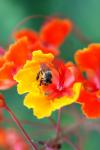 Bumble Bee sur une fleur