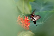 Motyl na kwiat