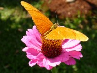 Vlinder op bloem