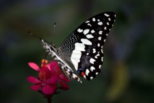Papillon sur la fleur arrêter