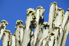 Cactus semillas