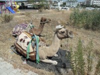 Camelo na Turquia