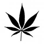 Folha da planta Cannabis