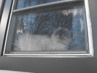 Kočka na okenním parapetu