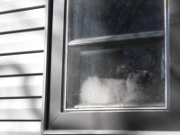 La gata sobre el Windowsill