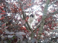 Kočka na stromě