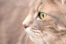 Kat met groene ogen 3
