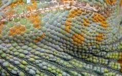 Chameleon Haut Textur Hintergrund