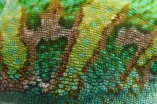 Chameleon textury kůže