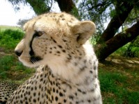 Profilo ghepardo