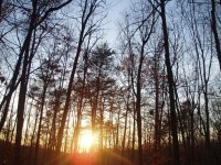 Kleurrijke bos zonsondergang