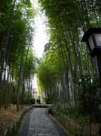 Fajny bambus