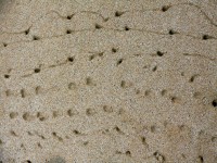 Caranguejo areia de textura pegadas