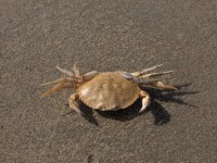 Crab排名第1