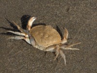 Crab排名第2