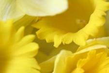 Daffodil pozadí