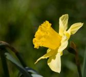 Daffodil Flower Close-up