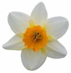 Daffodil Flower Isolated