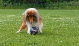 Cão que joga futebol