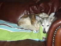 Perro durmiendo en el sofá