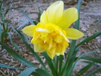 Narciso amarillo doble