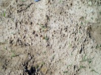 Suchy tekstura gleby