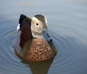 Duck Ringed Teal