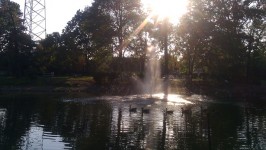 Canards dans l'étang