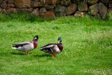 Canards sur l'herbe