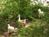 Zwiedzanie Ducks